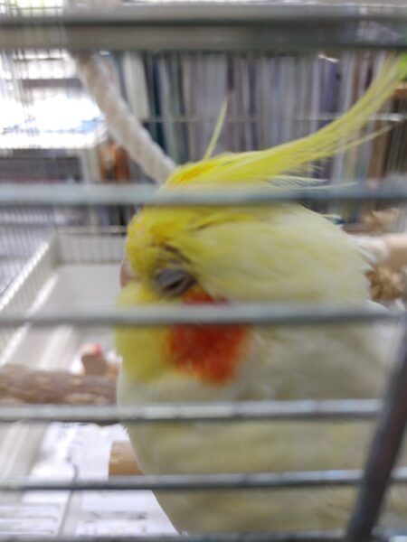 オカメインコ🐤ココの話（写真2）