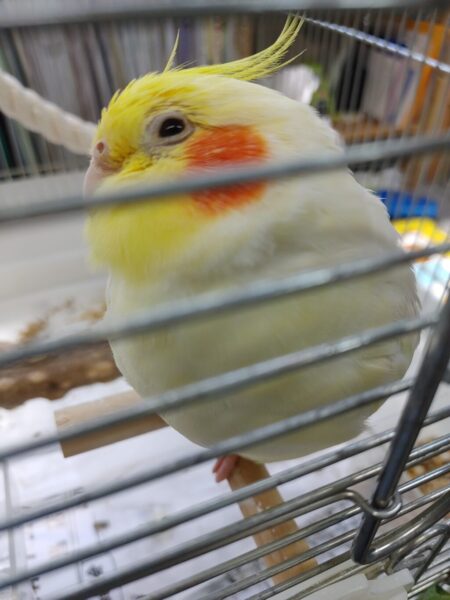 オカメインコ🐤ココの話（写真1）