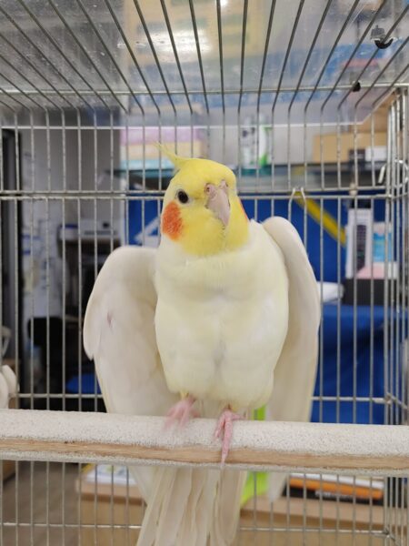 オカメインコ🐤ココの話（写真3）